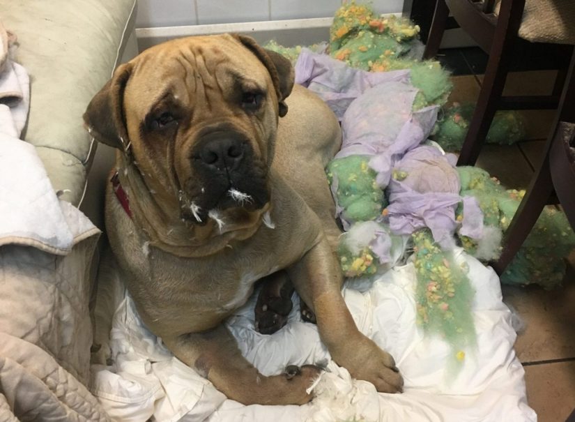 Sick animals and veterinary services help topics - BC SPCA Sick animals and veterinary services help topics - BC SPCA