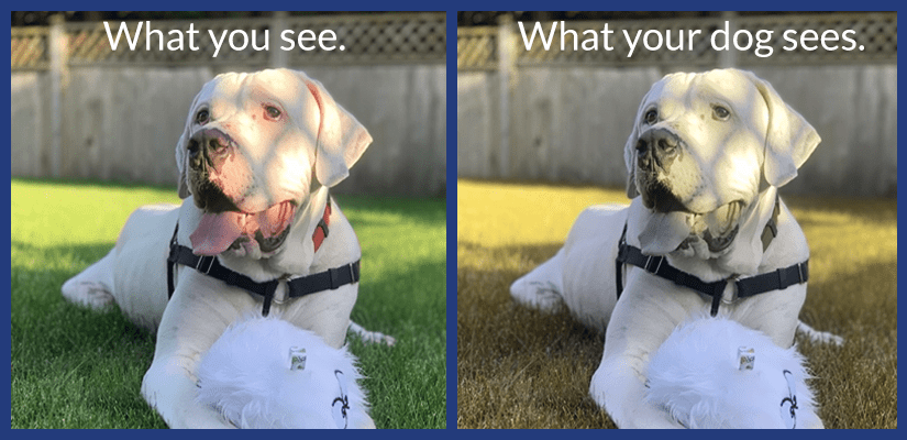 Are dogs colour blind? How dogs see colour - BC SPCA