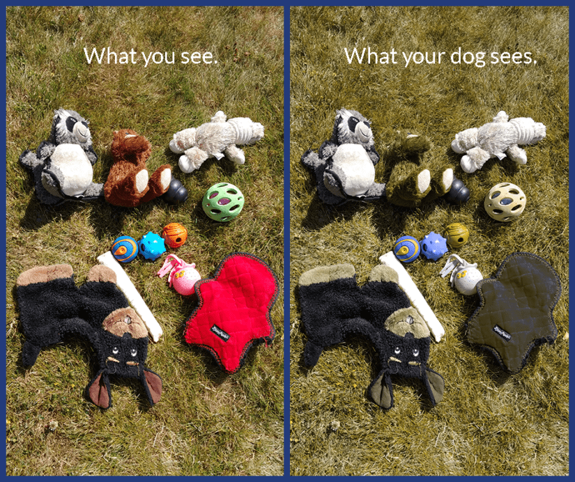 What Color Do Dogs See Humans? Unveiling the Mystery