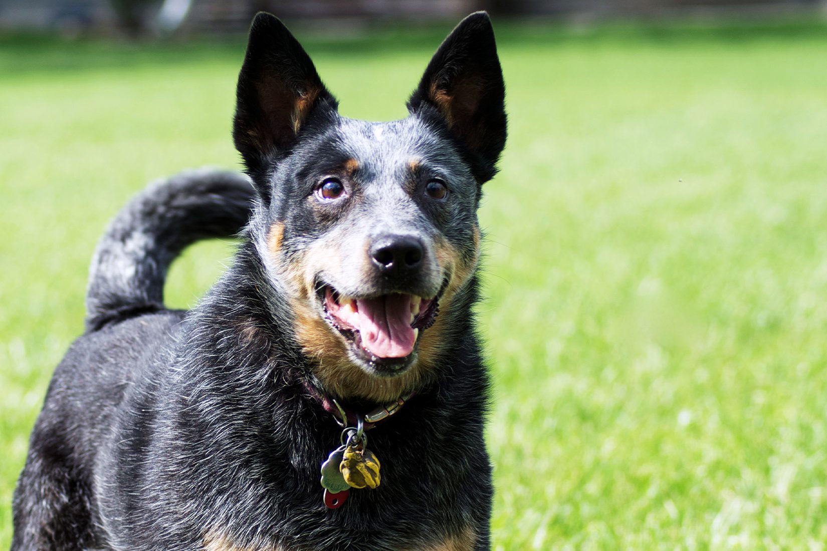 how do you stop a anxious dog from barking