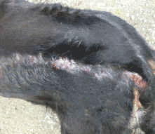 Photo of Dog with Skin Condition