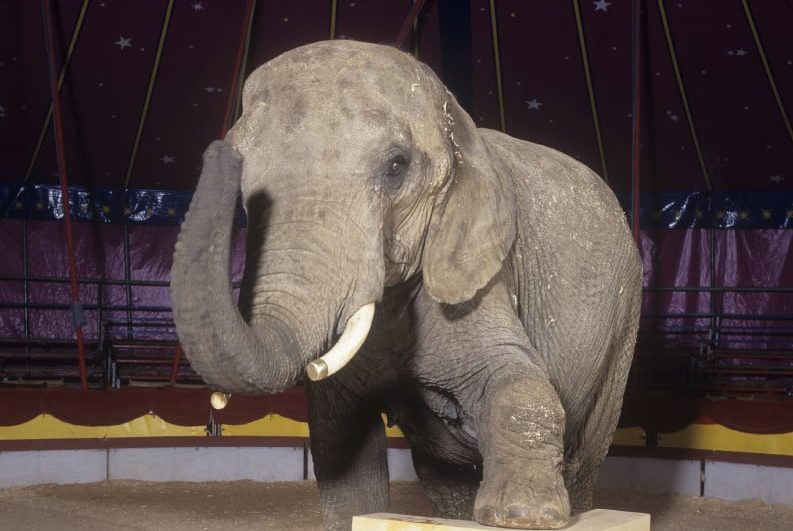 Wild and Exotic Animals in Captivity Wild and Exotic Animals in Captivity