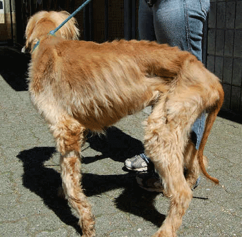 Emaciated Dog Photo