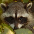 BC SPCA Animal Kind Pest Control Raccoon