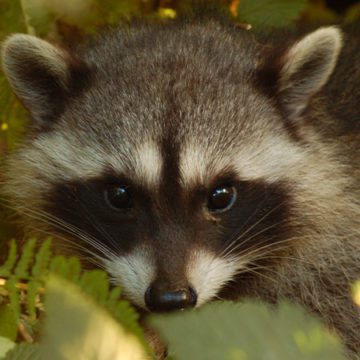 BC SPCA Wild Animal Rehabilitation Centre