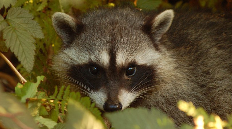BC SPCA Animal Kind Pest Control Raccoon