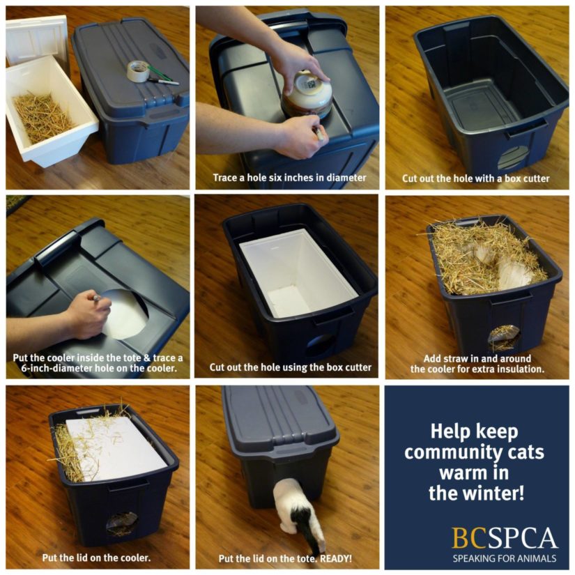 Build a winter shelter for community cats - BC SPCA