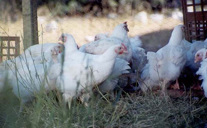 Free range meat chickens