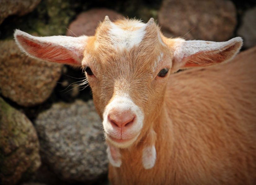 Tan and white goat with wattles