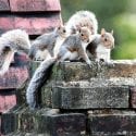 Three grey squirrels on brick chimney