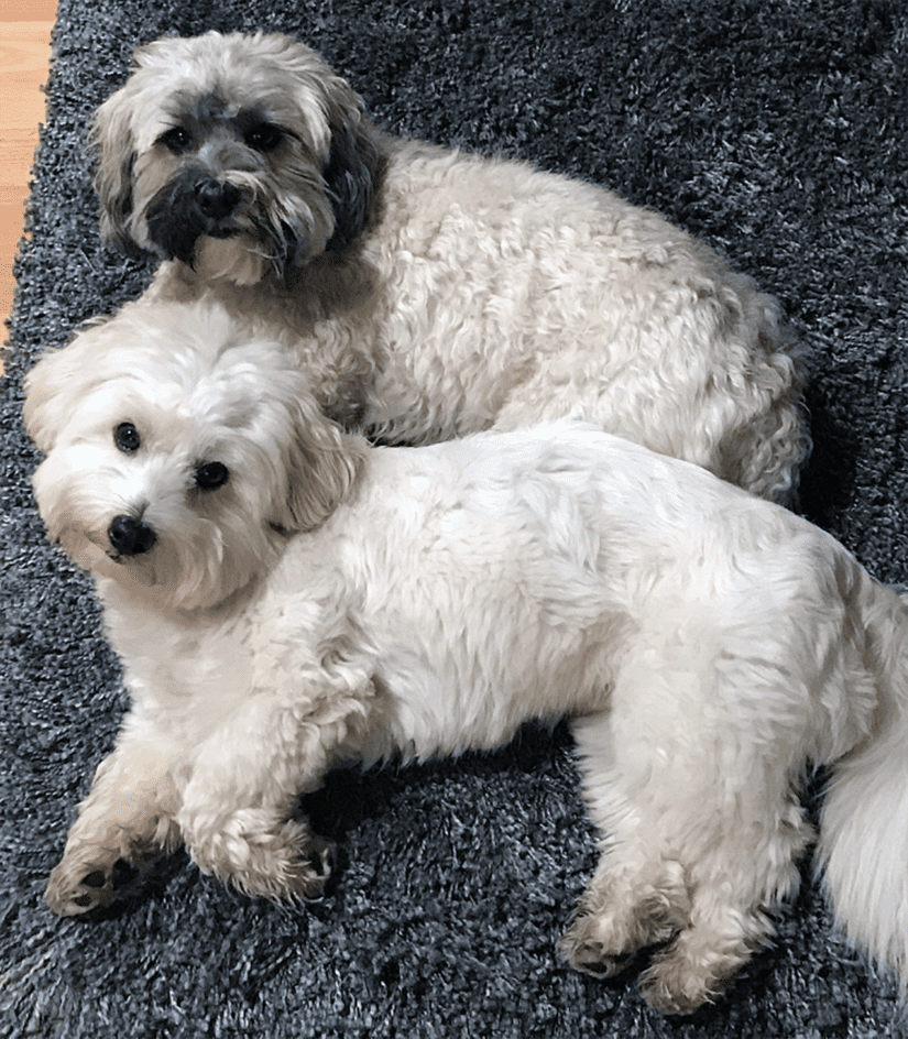 Bc store spca havanese