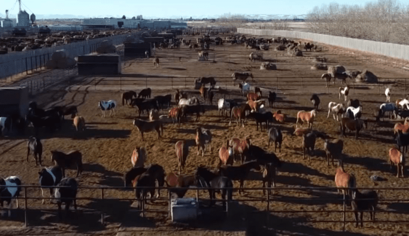 Horses in a Canadian feedlot (picture credit Canadian Horse Defense Coalition)