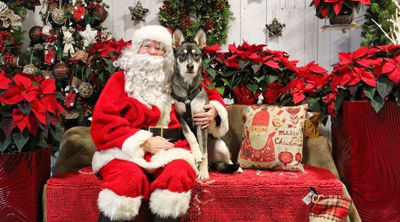 Nyra the German Shepherd-Husky mix takes a photo with Santa