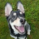 Nyra the German Shepherd-Husky mix happily looks at the camera for a photo
