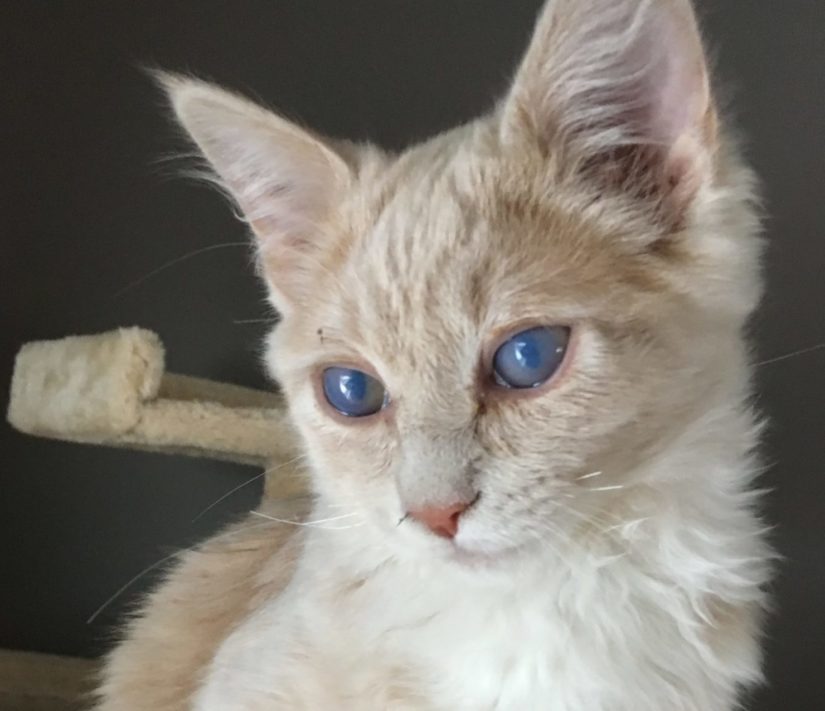 Bumble, a kitten with glaucoma, will need to have her eyes removed. Here, she poses in front of the camera with open eyes; they are clouded over.