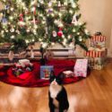 Howard the tuxedo cat stands in front of a Christmas tree.