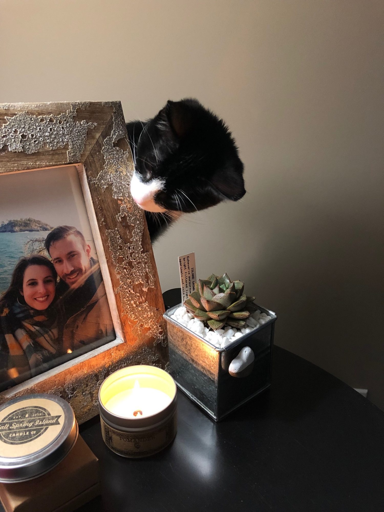 Howard the tuxedo kitten takes a look at a photo of his guardians.