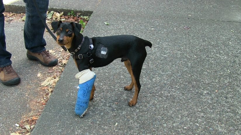 injured dog