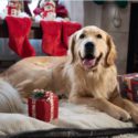 A golden retriever named Jerry sits happily by the fireplace