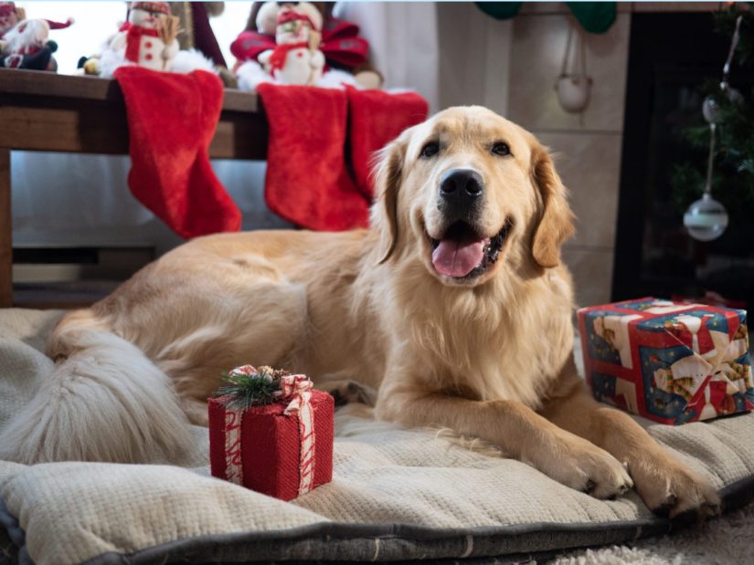 A golden retriever named Jerry sits happily by the fireplace