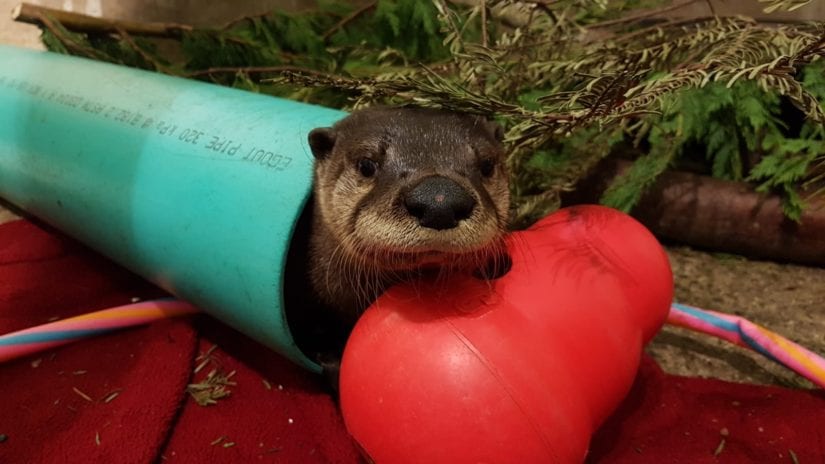 River otter in tunnel with red toy