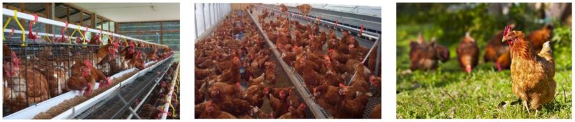 Cage-free or free-range? What those egg labels really mean