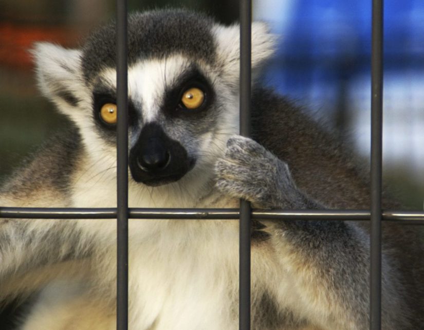 5 reasons to care about the exotic pet trade - BC SPCA