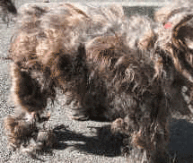 Photo of Badly Matted Hair on Dog