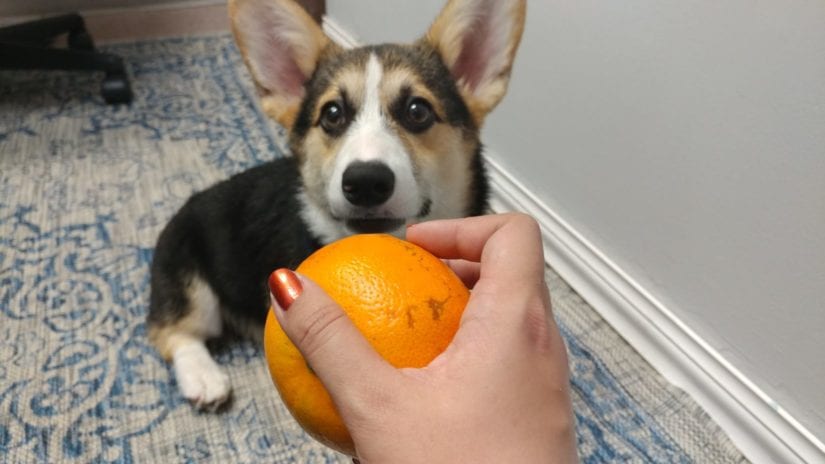 can dogs eat citrus fruits