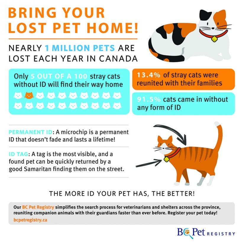 Pet ID Infographic