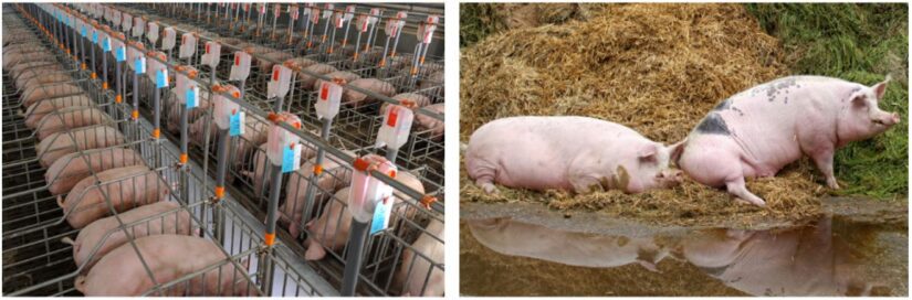 Breeding female pigs housed in gestation stalls (left), breeding female pigs raised cage-free with outdoor access (right)