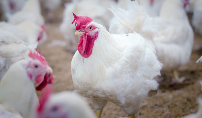 A meat chicken stands in a barn