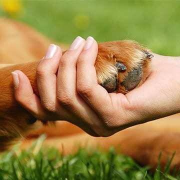 Ways to help animals Ways to help animals