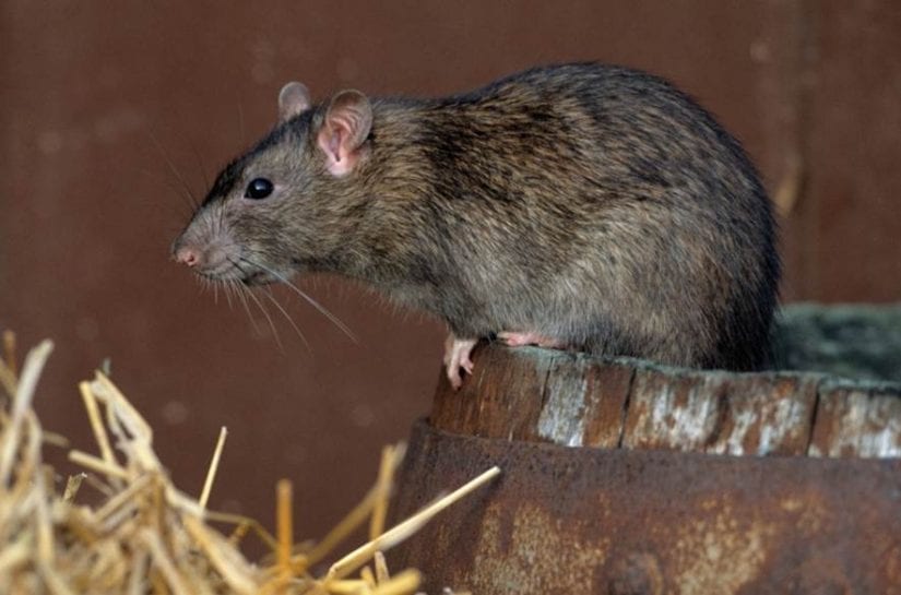 Rat poison injuring wildlife - BC SPCA