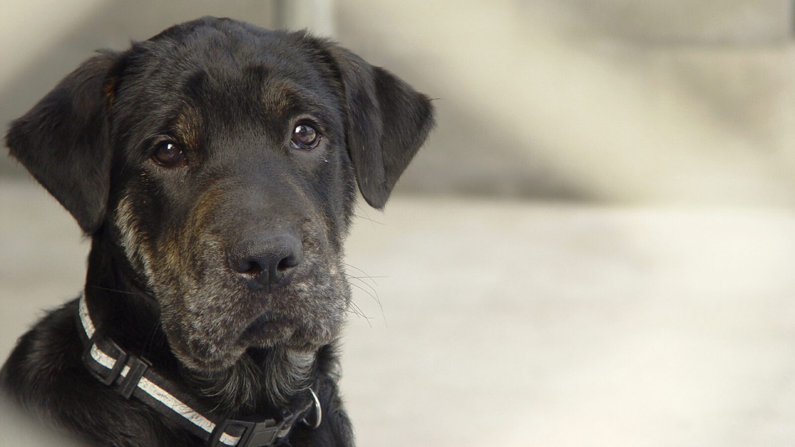 Dog training shows what can we learn from TV dog trainers? BC SPCA