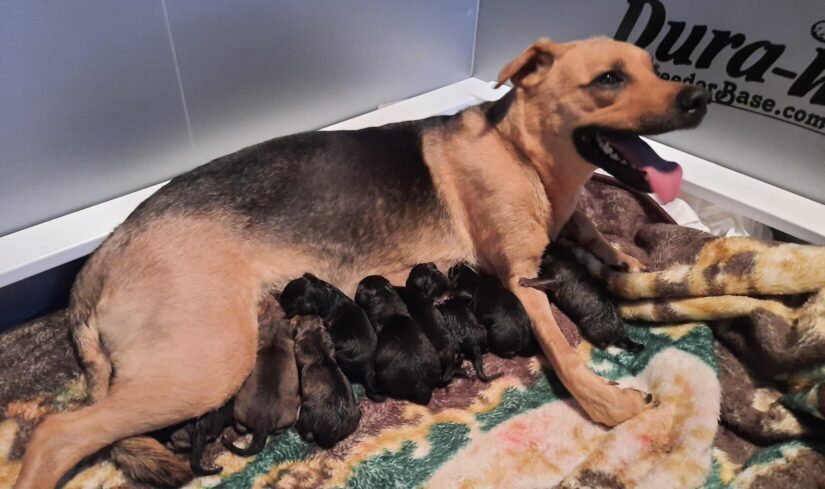 Sakura and puppies