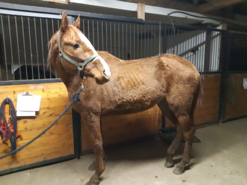 horse in barn