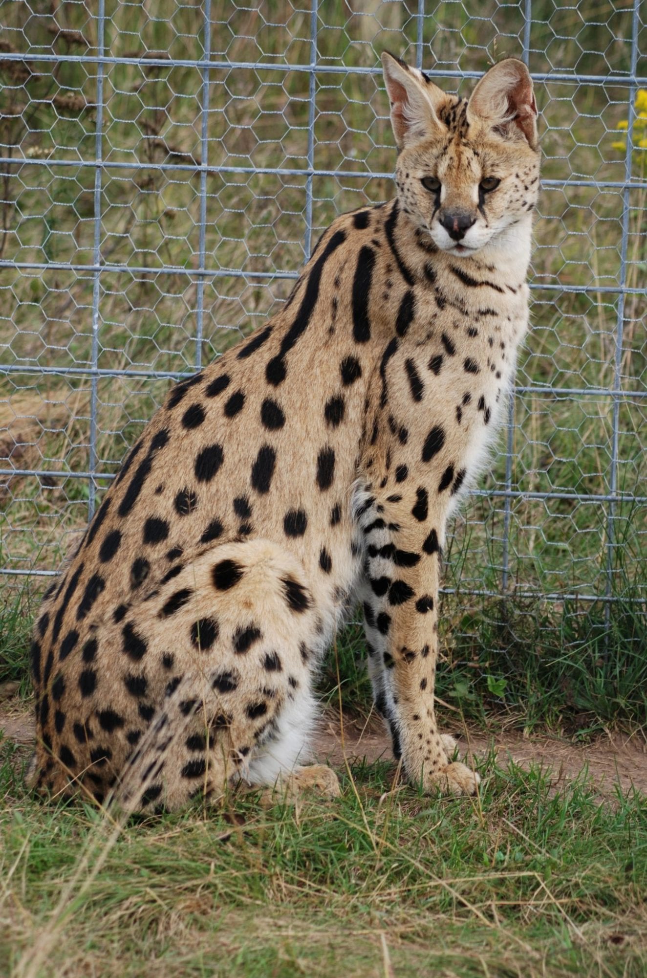 A serval cat against wire fence