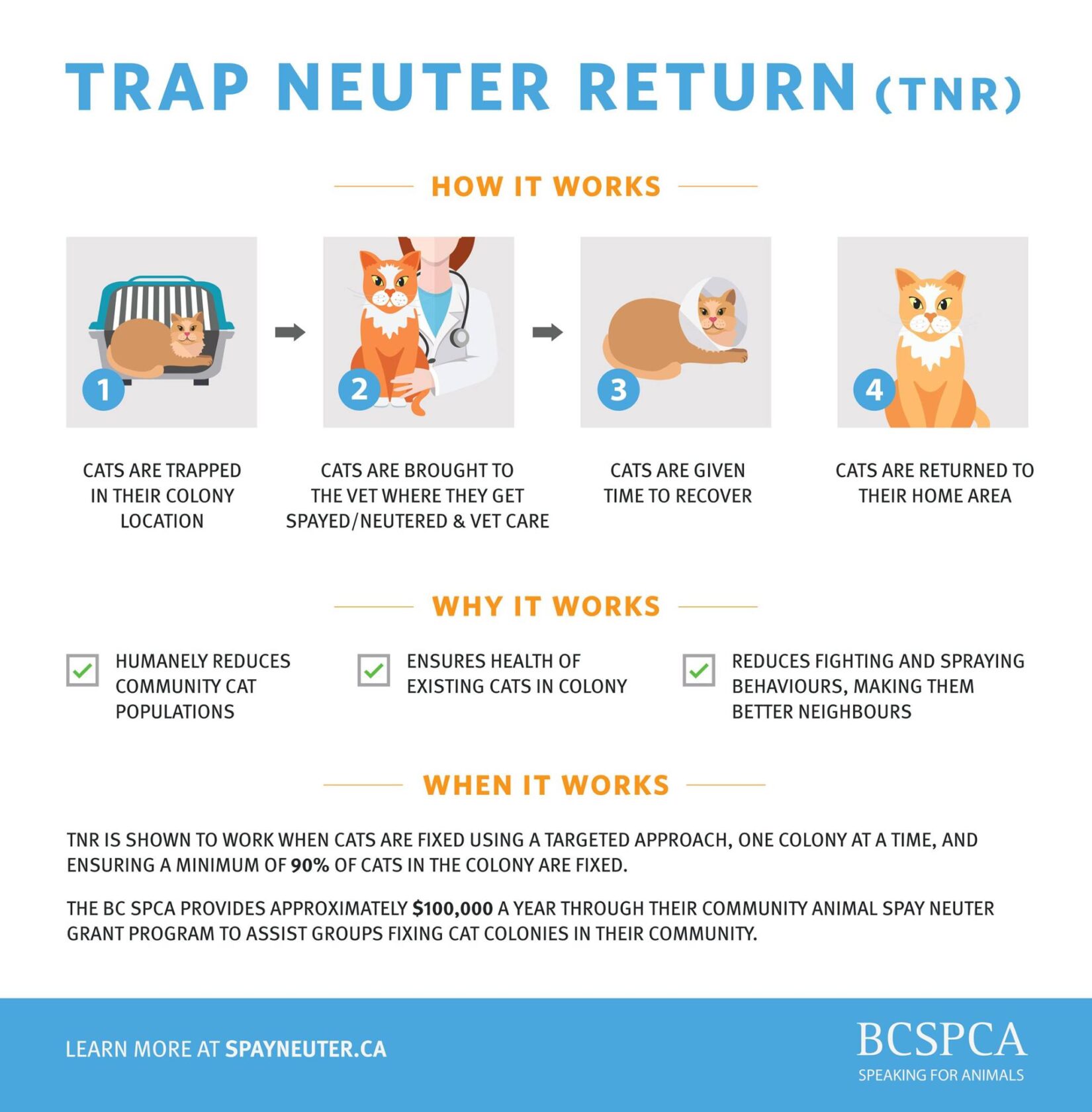 5 tips for introducing a puzzle feeder to your cat - BC SPCA