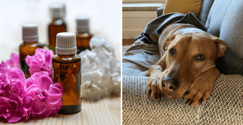 Did You Know That Aromatherapy Can Be Harmful To Pets? - Bc Spca
