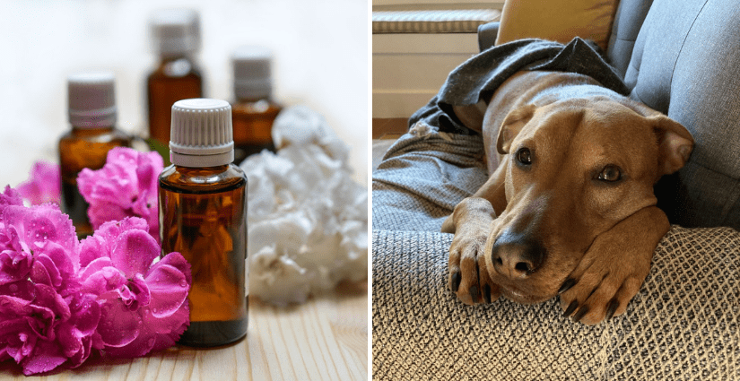 what essential oils are not safe to diffuse around dogs