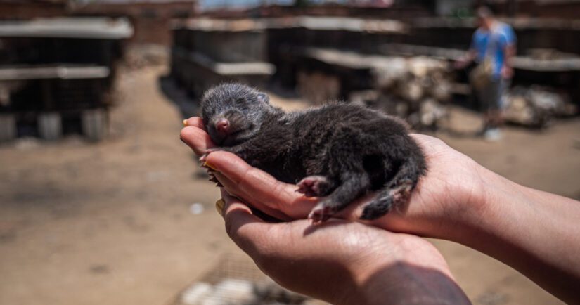 Mink kit in hands on fur farm. Stop fur farming