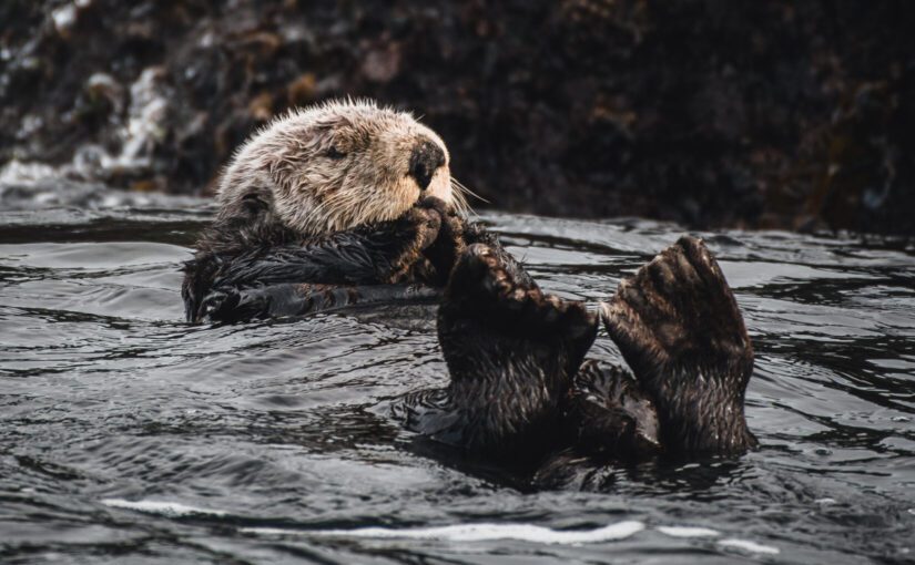 sea otter