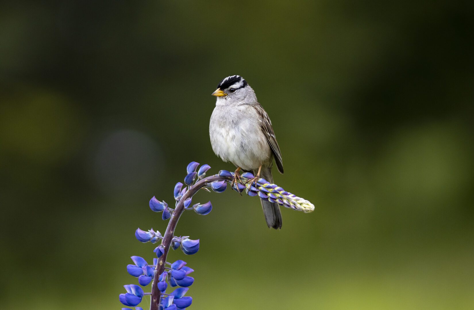 White-crowned sparrow sitting on purple flower