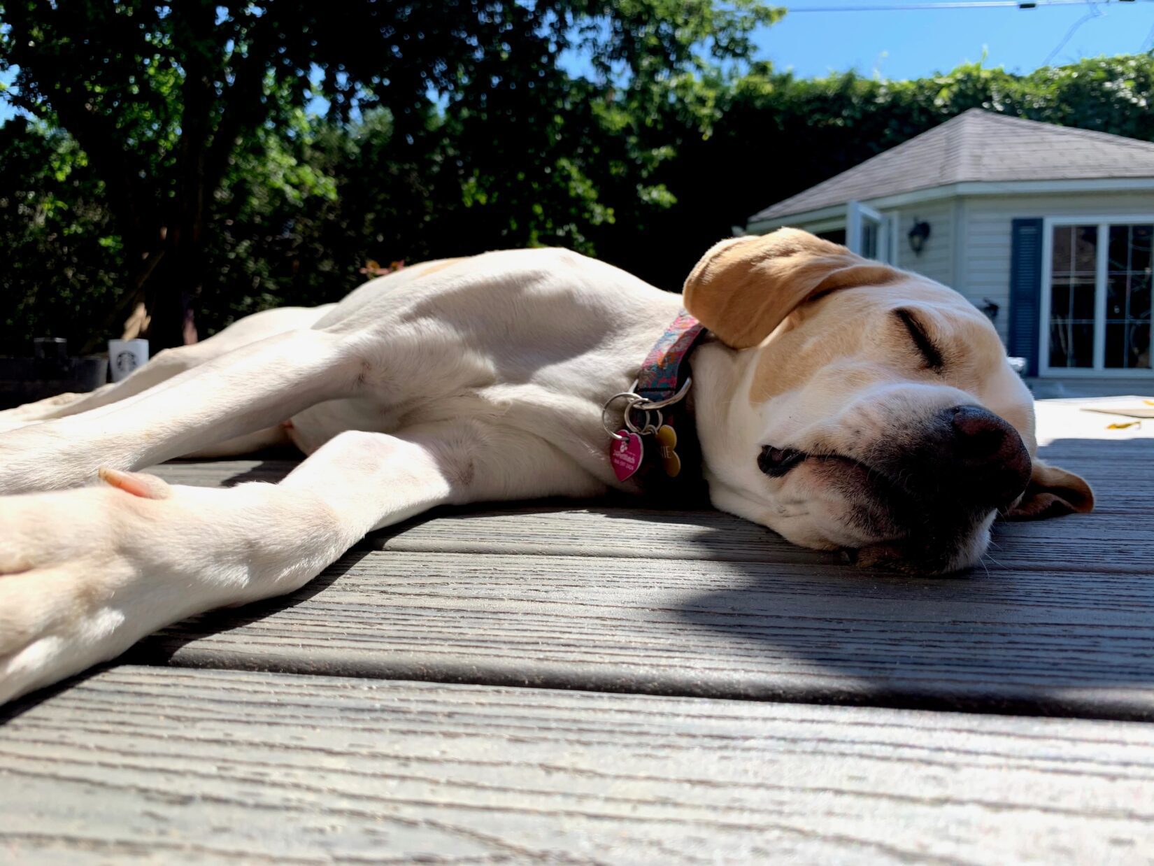 Winnie, a rescue, is now living the best life with Julie and her family