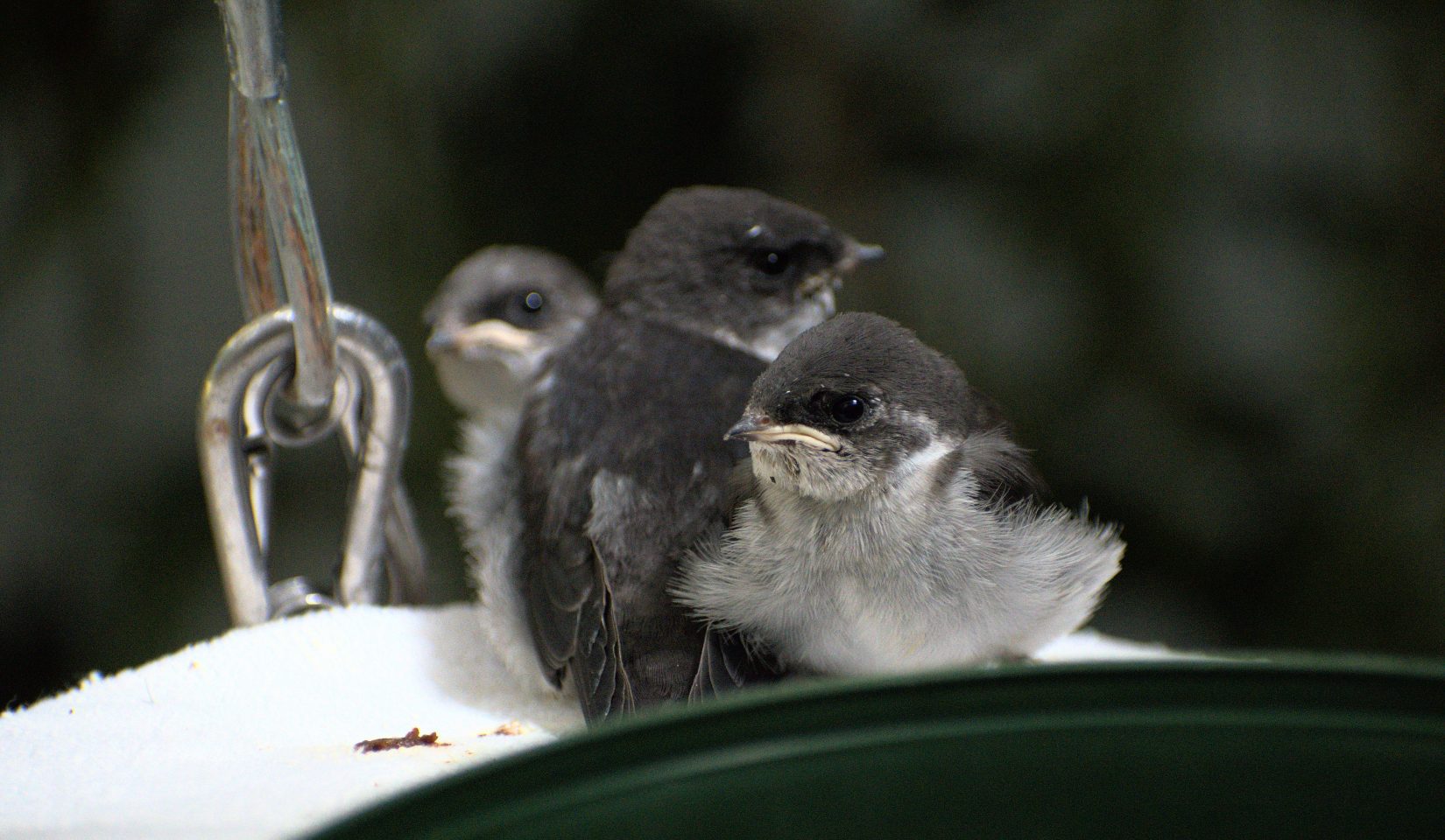 Young swifts in care at Wild ARC