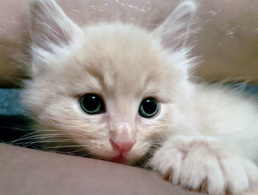 Cute beige kitten with green eyes