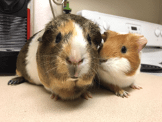 Two cute kids with Guinea Pigs