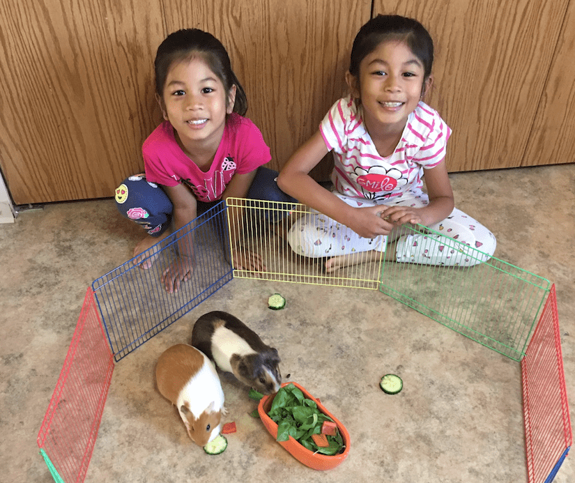 Guinea pigs 2024 and toddlers