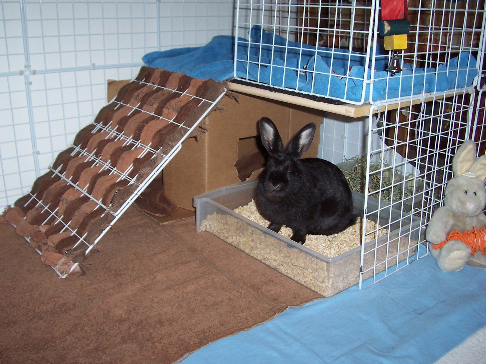 Rabbit Exercise, Keeping Your Rabbit Active